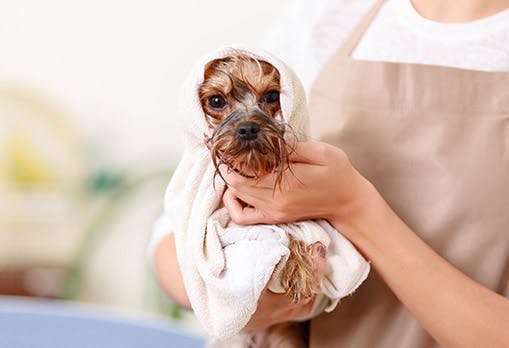 wet dog being toweled off