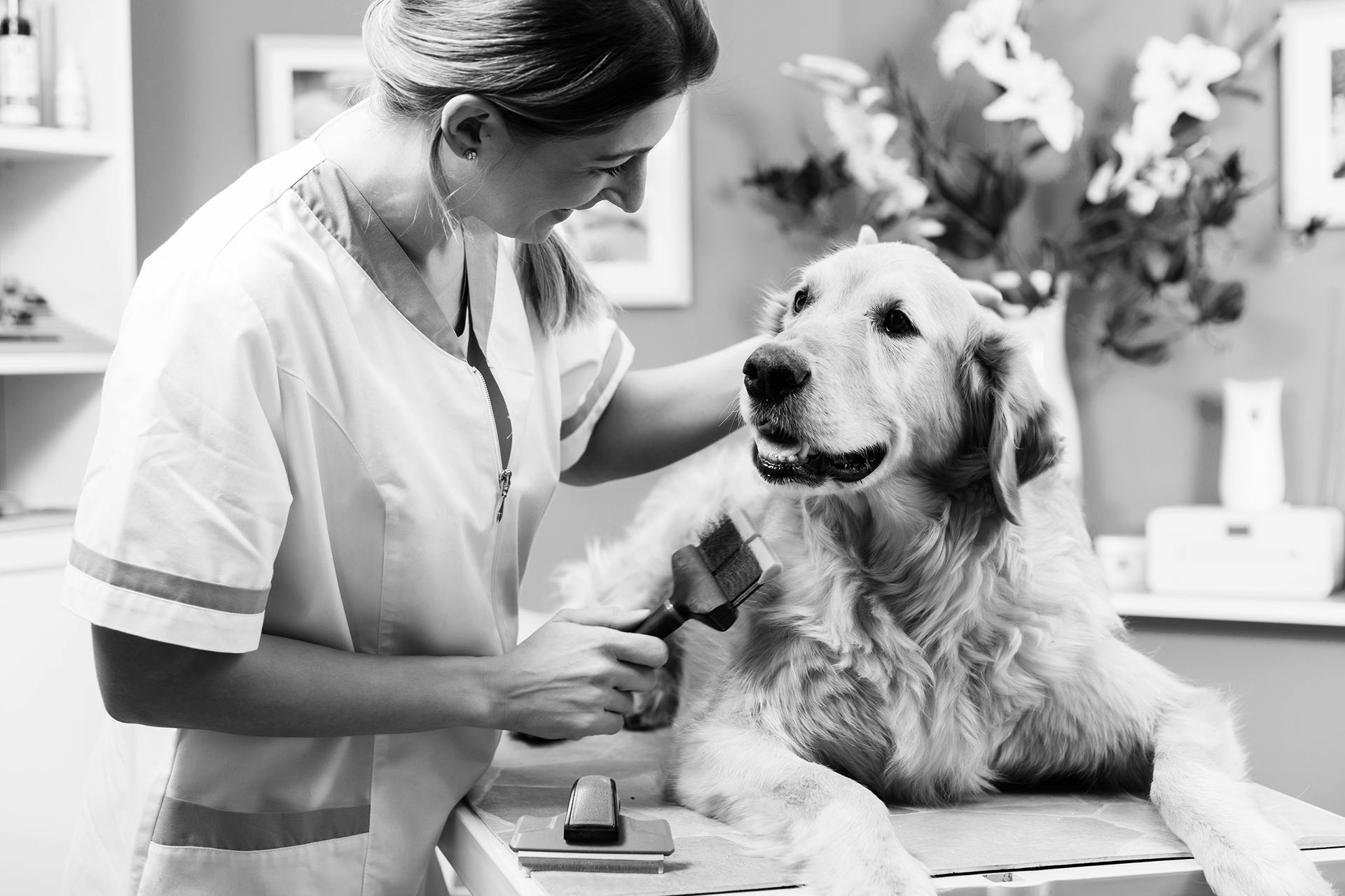 Dog Grooming License vs. Certification QC Pet Studies