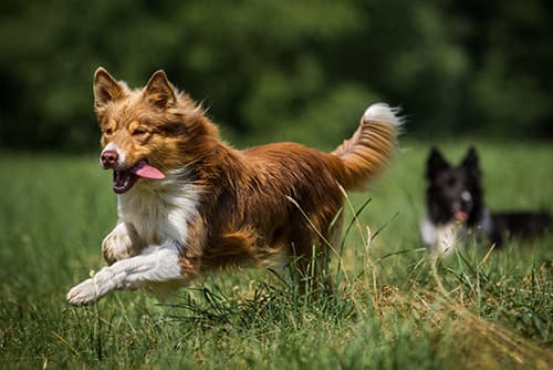 Dog runing