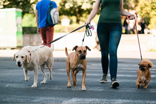 lady walking three dogs