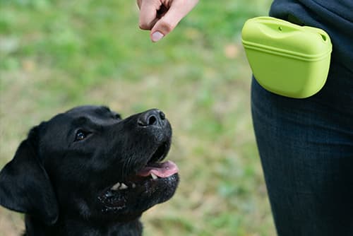 person training dog