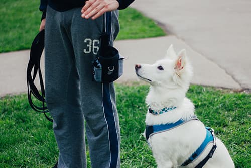 white dog sitting next to a dog trainer