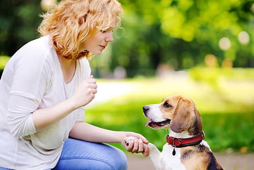 dog and a trainer shaking hands