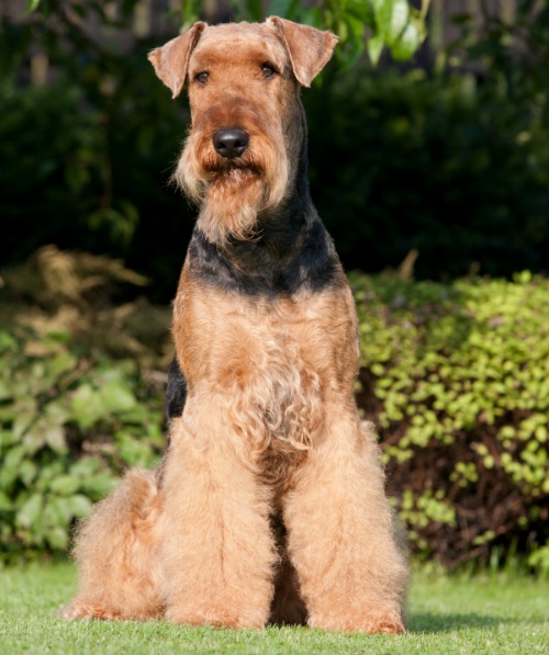 Dog with lamb style haircut for a common dog haircut