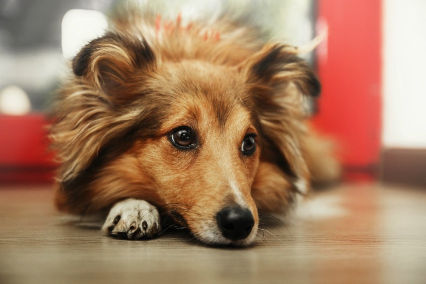 Grooming a matted dog