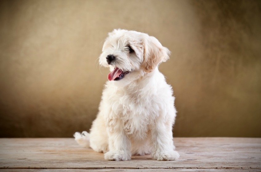 Pet groomer courses learning how to groom a matted dog