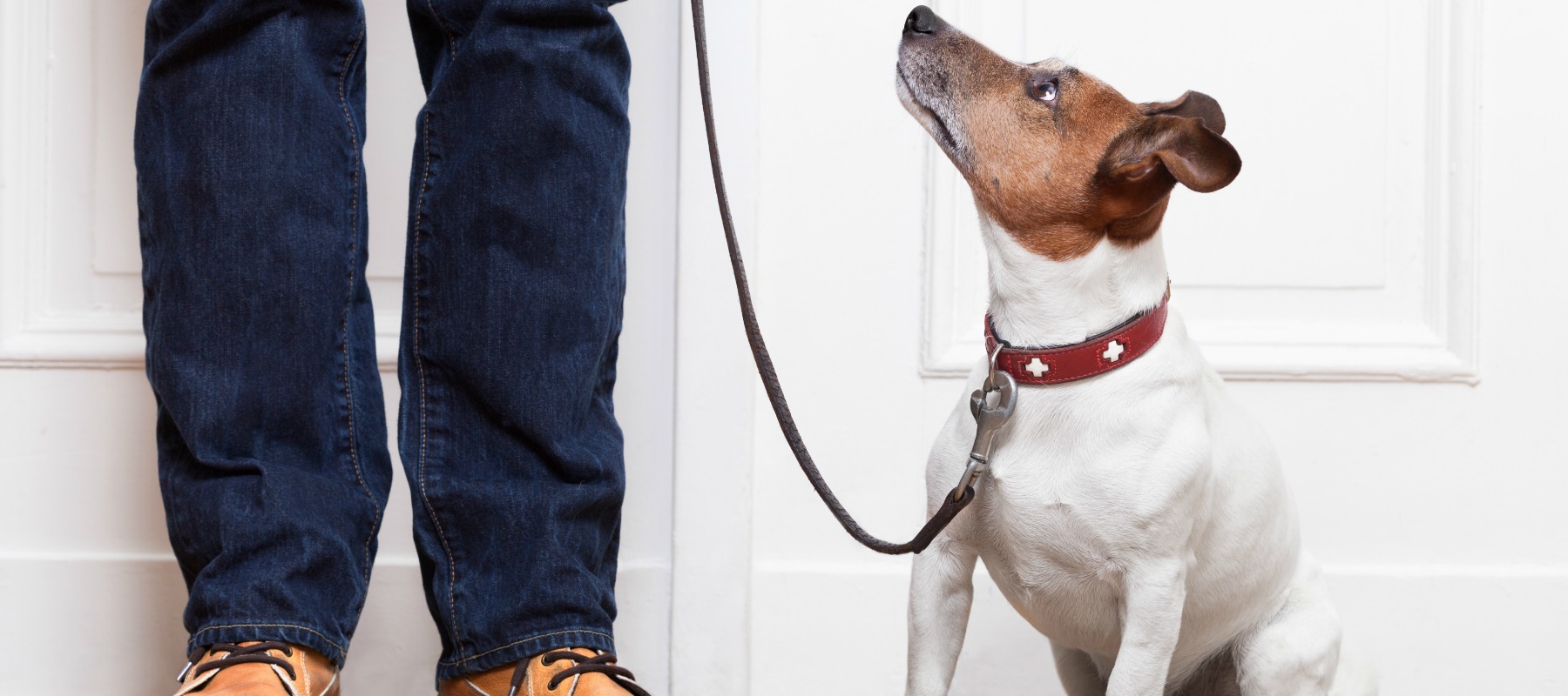 Dog ready for walk before bath