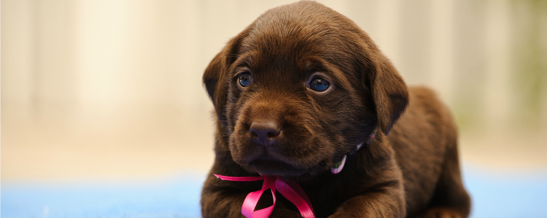 Chocolate lab puppy after bath and groom