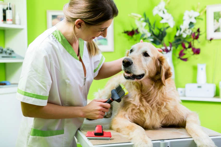 Successful dog groomer certificate to groom a dog with matted fur