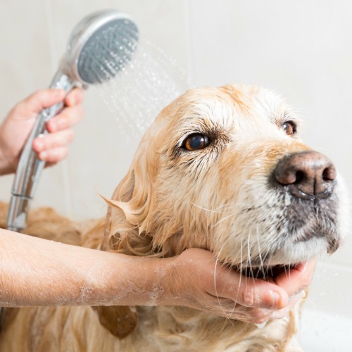 Dog Being Bathed