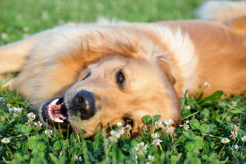 Golden retriever with sun protection for dogs during the summer