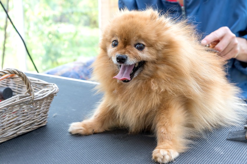 How to groom a dog properly with dog hair clipping blades