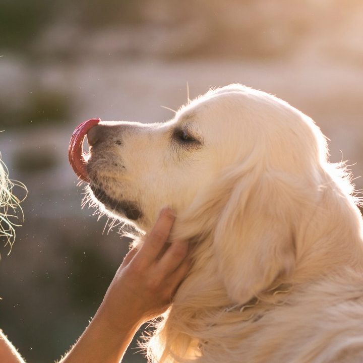 Woman with her dog - Signs Pet Grooming Isn't For You