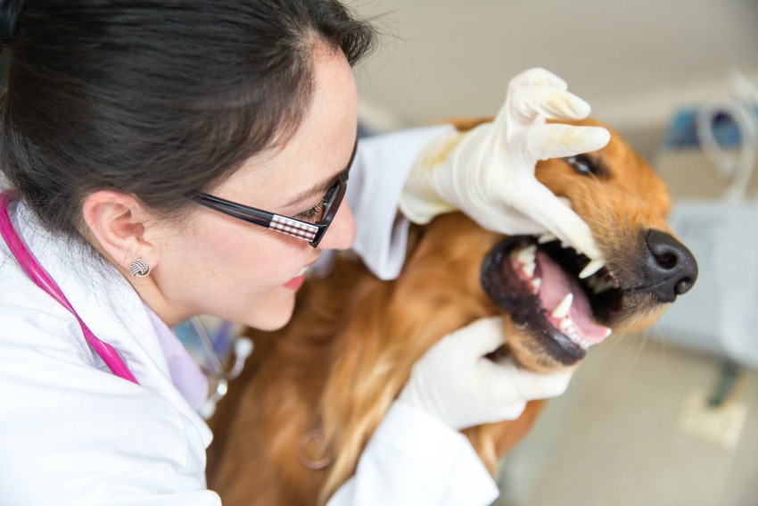 Dog dental care tips for professional dog groomers