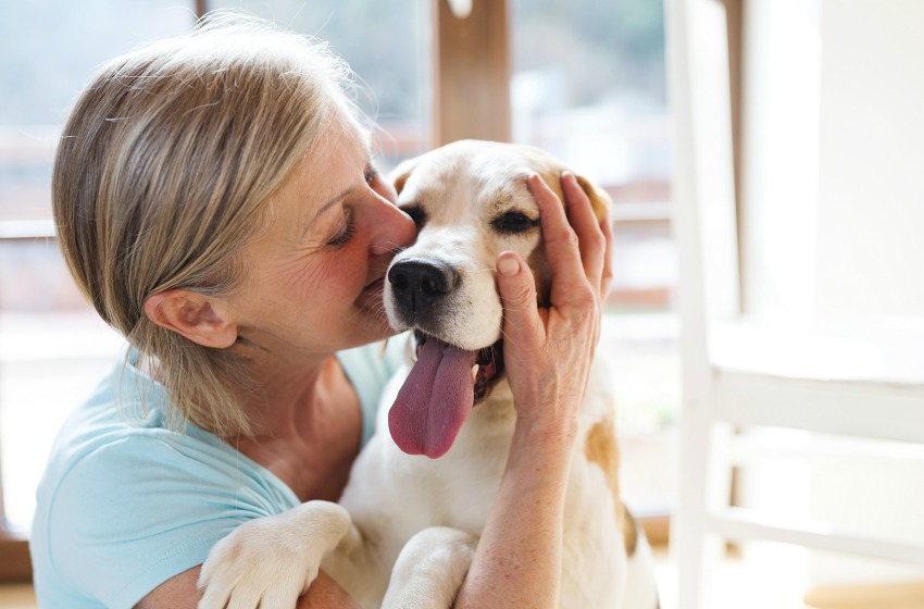 How to become a dog groomer with online pet grooming courses