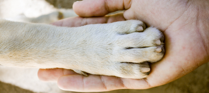 This breed of dog was created to be an ailing person’s companion, and will be eternally devoted to its owner.