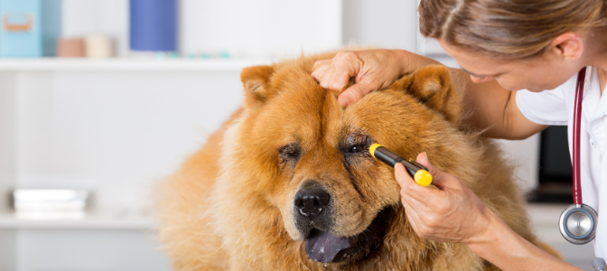 Cleaning a dog’s eyes is very important when grooming. One breed in particular is prone to dirt becoming trapped in and around the eye area – which breed is it?