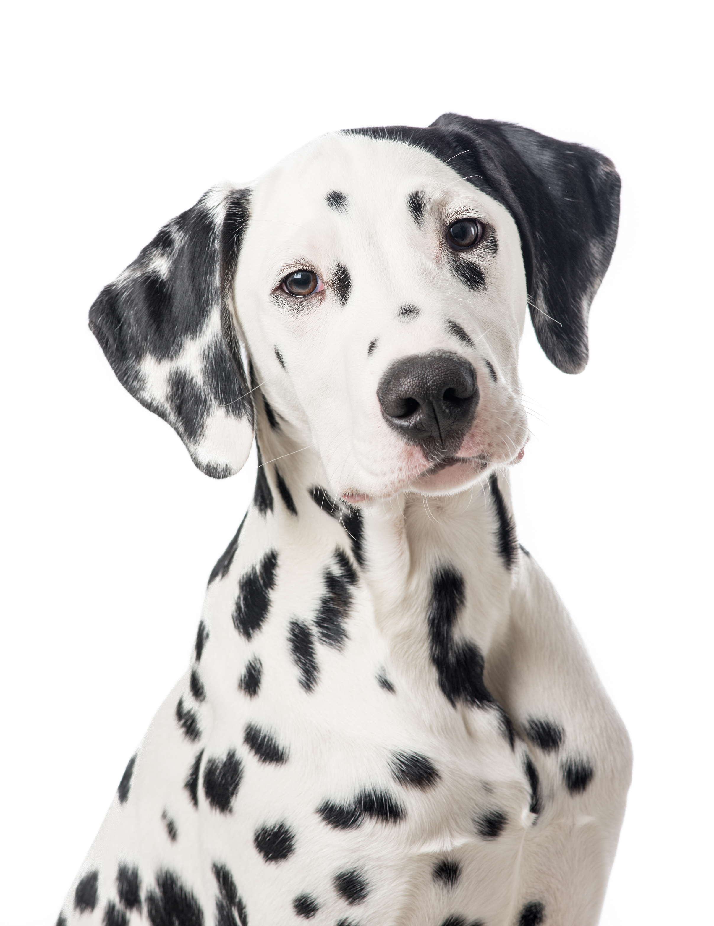 Dalmatian