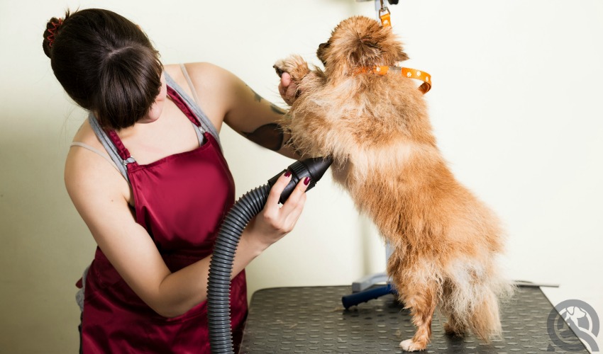 Choosing the Best Hair Dryer for Dog Grooming Sniffin Around