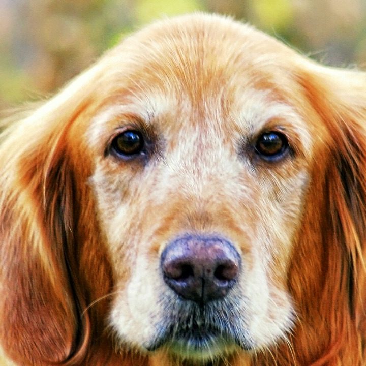 groom an older dog