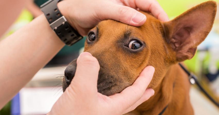 dog grooming academy