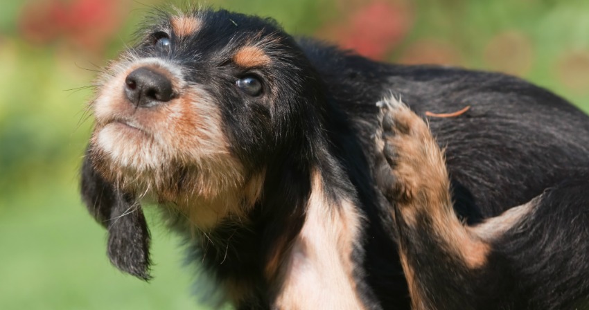 dog groomer