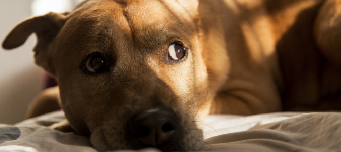 When it comes to behavioural problems, separation anxiety is one of the most difficult to deal with for clients. Of these two choices, which type of dog is prone to separation anxiety?