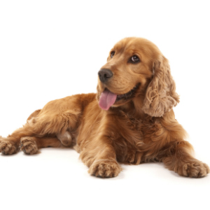 Cocker Spaniel