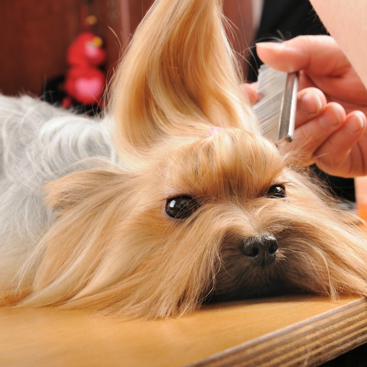 dog grooming gadgets