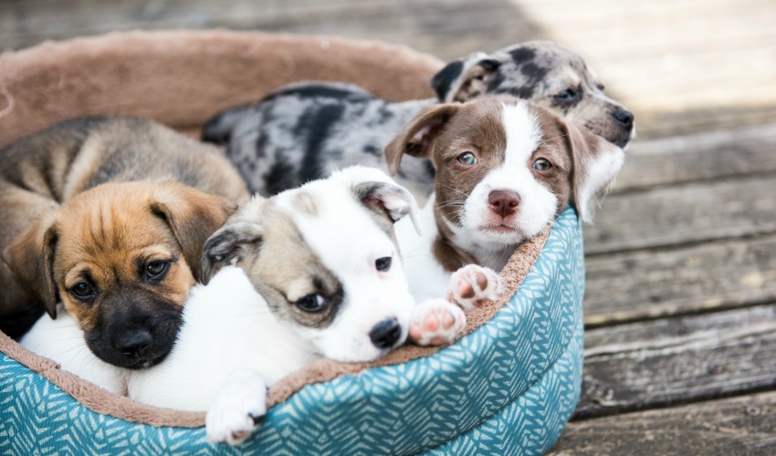 How old should a dog be for the first grooming appointment?