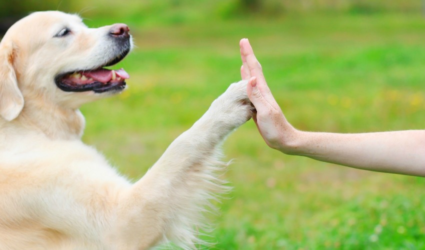 Keeping a dog healthy and groomed