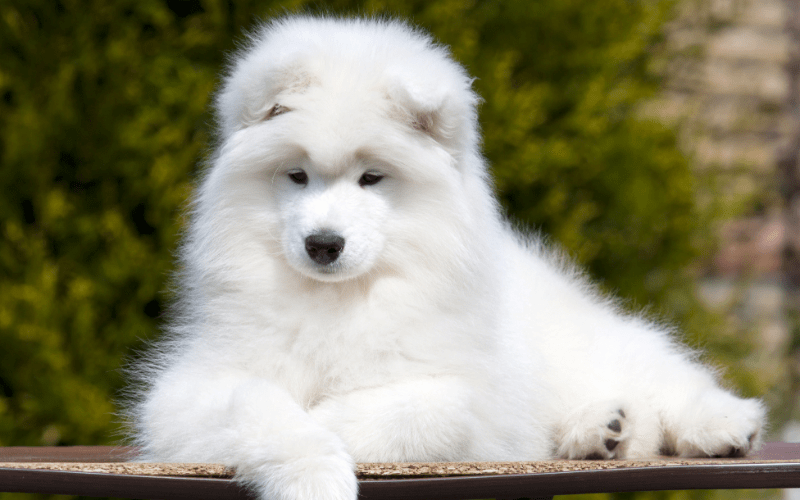 samoyed dog grooming kit brushing techniques