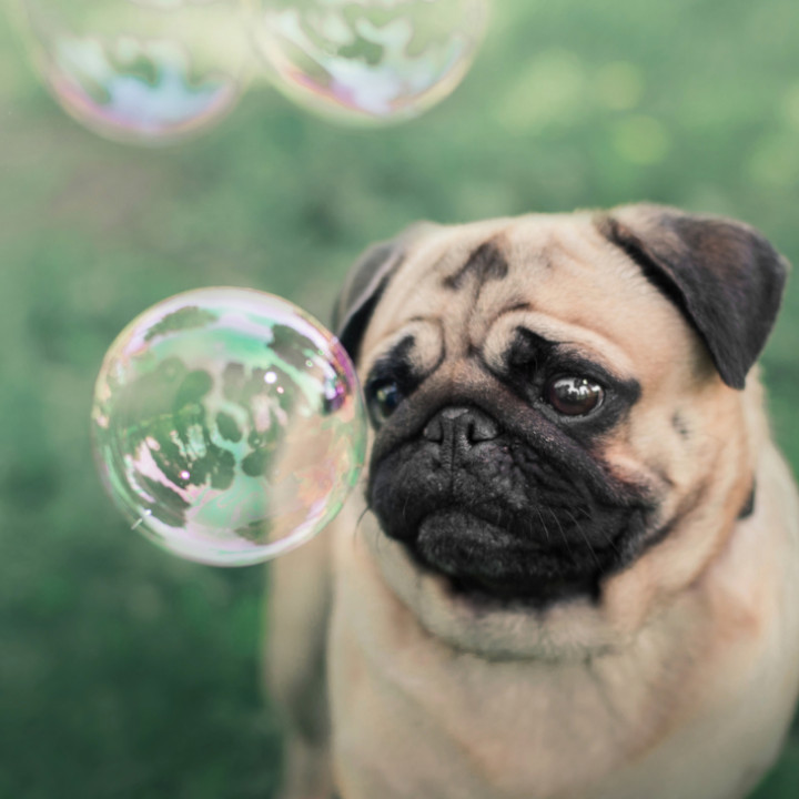 dog playing outside with bubbles promo picture for dog grooming business