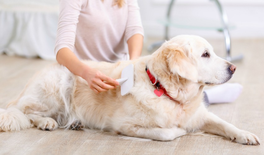 Women becoming a dog groomer online