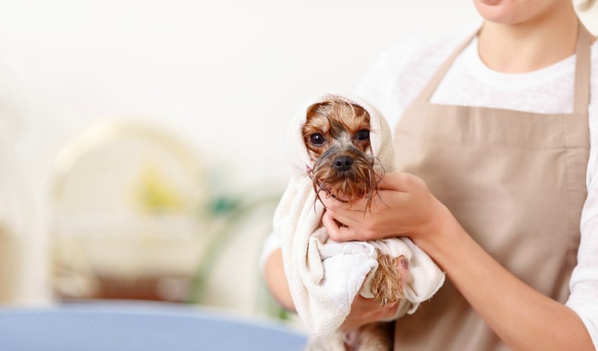 Professional pet groomer bathing a dog