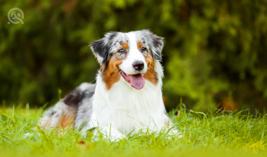 happy australian shepherd