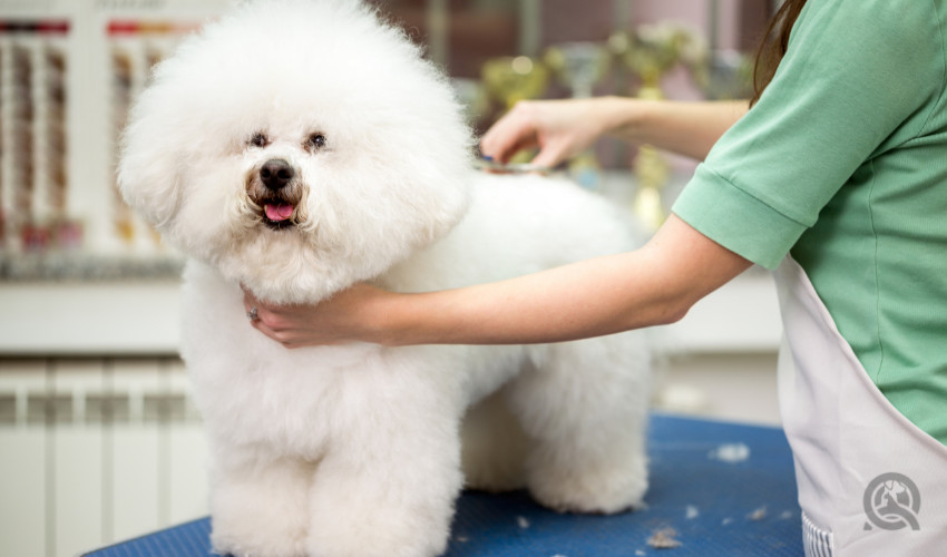 grooming a dog on a table