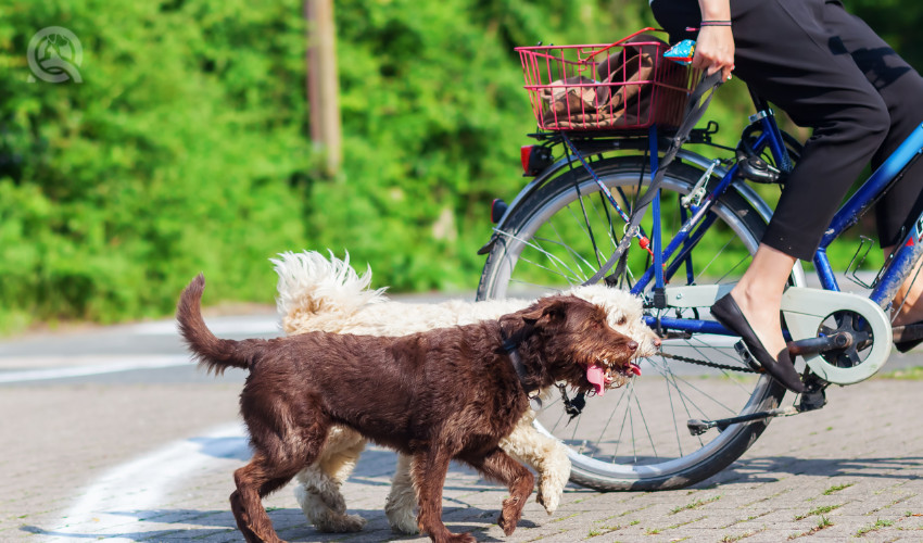 walking dogs on a big in california