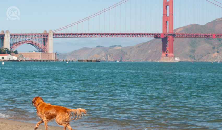 san francisco golden gate bridge facing beach with golden retriever walking