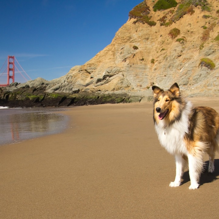 dog groomer in California