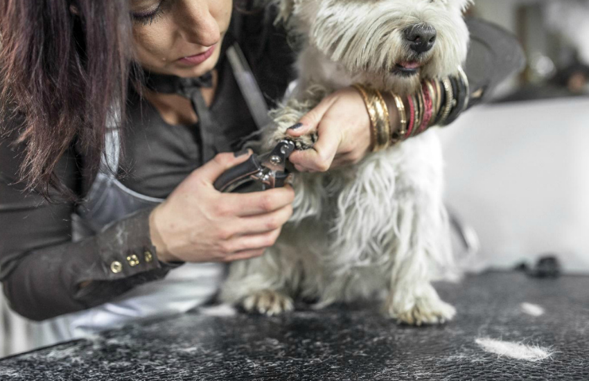 online dog grooming school