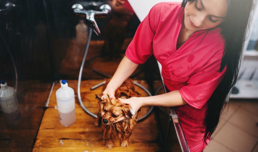 Dog grooming salon with large tub