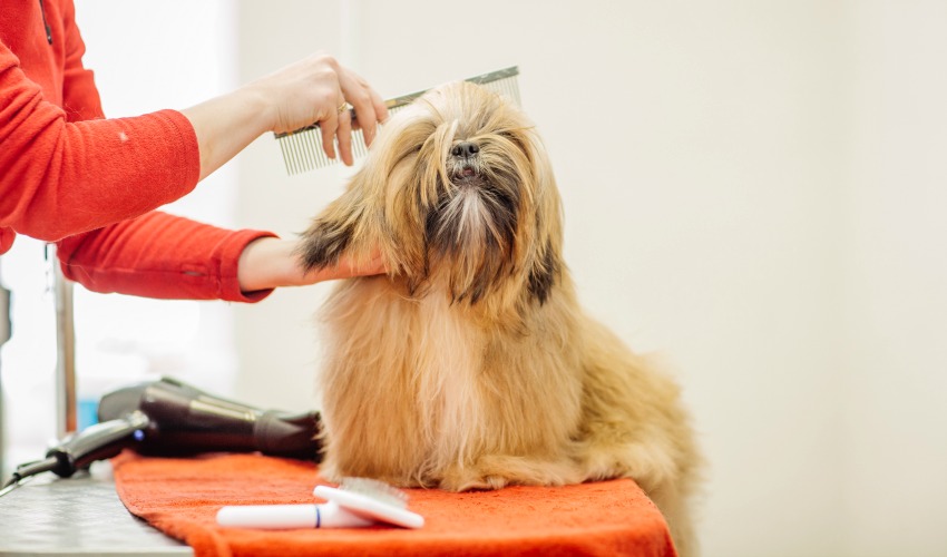 Practicing grooming a small dog