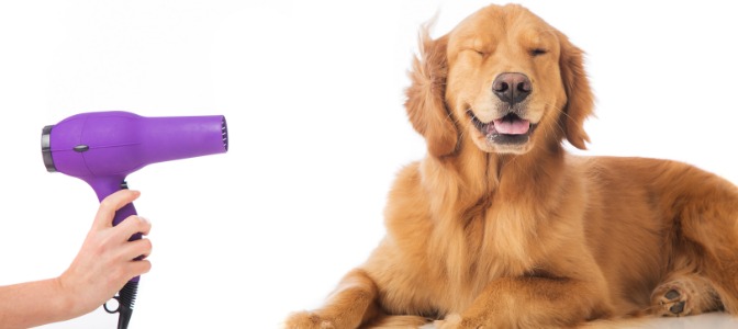 It’s safe and convenient to use a hand-held, human hair dryer to dry a dog after a bath.