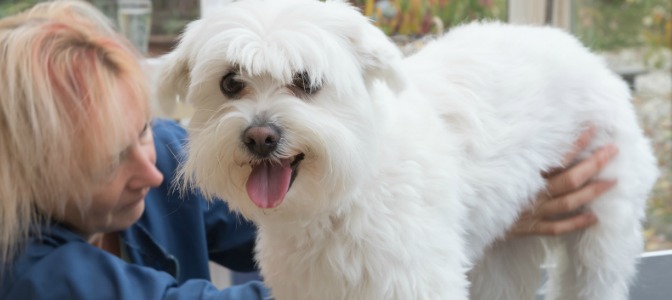 Uh-oh! Your furry client has mats in his fur. Upon his arrival in your salon, what do you do first?