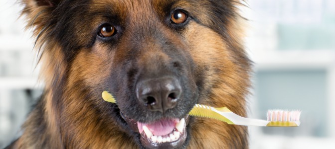 Can dog groomers provide dental care to their clients?