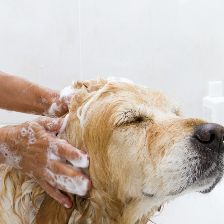 Grooming bathing large golden retriever