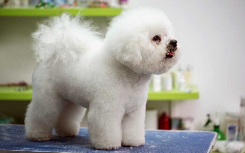 Running a dog grooming salon