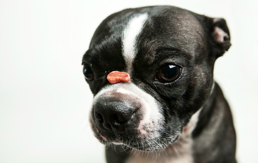 Dog groomer training younger breeds