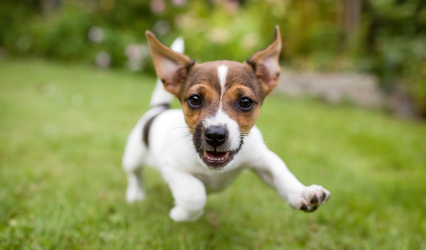 Training puppies with a dog grooming business